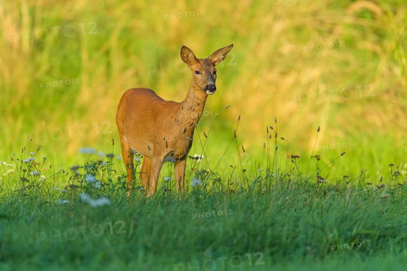 Roe Deer (Capreolus capreolus), female in meadow, Hesse, Germany