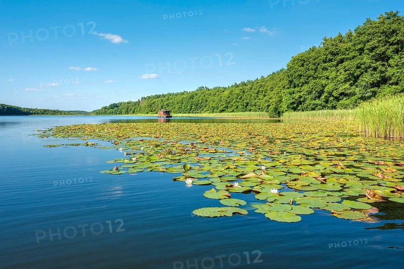 Water lilies bloom in the water lily paradise at Granzower Möschen, Mirow, Mecklenburg Lake District, Mecklenburg-Vorpommern, Germany