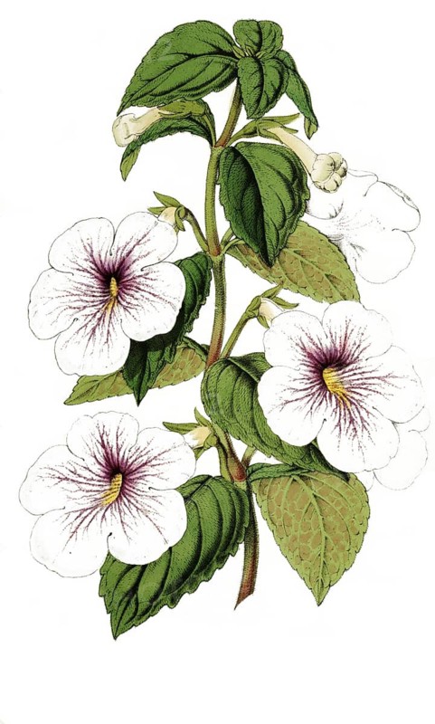 Achimenes Trevirania, Ambroise Verschaffelt, camellia, named after its discoverer Ambroise Colette Alexandre Verschaffelt, plant and flower, digitally reworked reproduction of an original from the 19th century