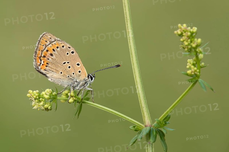 Rode vuurvlinder, Purple-edged Copper, Lycaena hippothoe