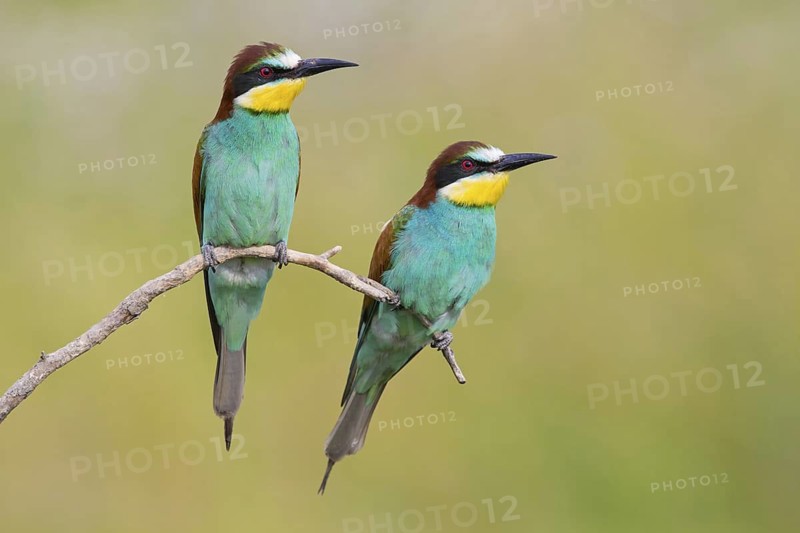 Bee-eater, (Merops apiaster), animals, birds, raptor family, perch, pair, two, Muselievo, Muselievo, Pleven, Bulgaria