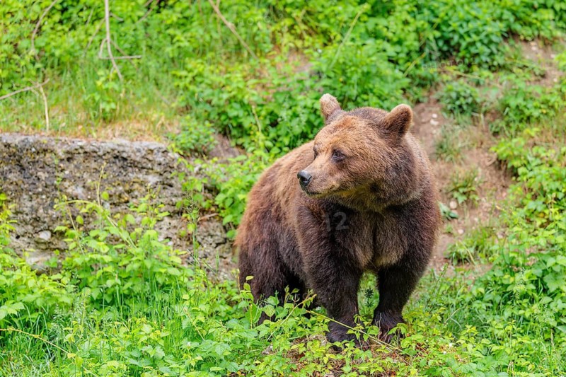A female brown bear (Ursus arctos arctos) is walking through dense vegetation in hilly terrain, crossing tree trunks and rocks along the way. Transylvania, Romania