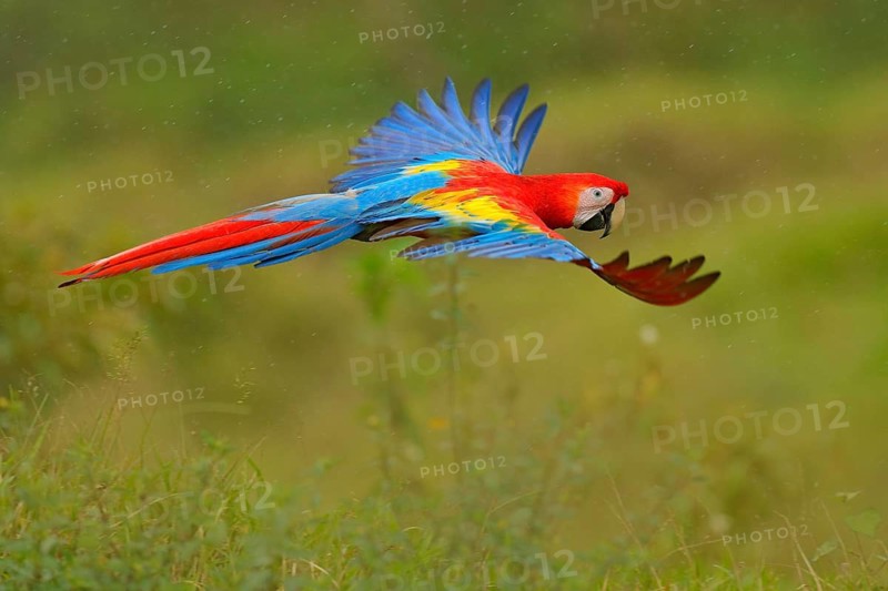 Macaw parrot flying in dark green vegetation with beautiful back light and rain. Scarlet Macaw, Ara macao, in tropical forest, Costa Rica. Wildlife scene from tropical nature. Red in forest