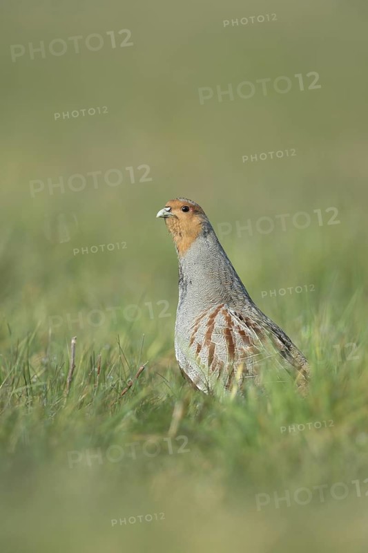 Grey Partridge (Perdix perdix) perched in field, North Rhine-Westphalia, Germany
