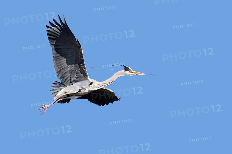 Grey heron (Ardea cinerea) flying with nesting material, North Rhine-Westphalia, Germany