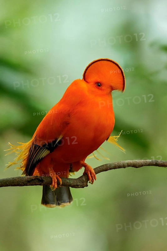 Guianan Cock-of-the-rock (Rupicola rupicola) perched on a branch in the rainforest of Guyana
