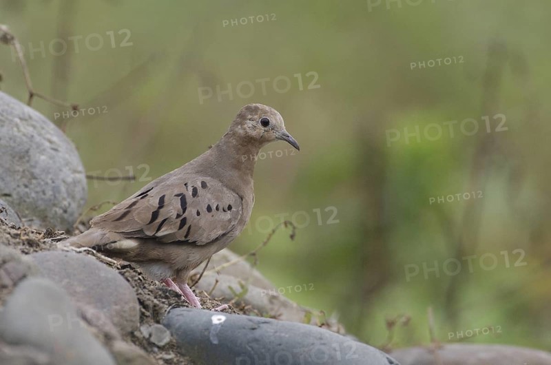 Ecuadorian Ground Dove (Columbina buckleyi), Manabi, Ecuador