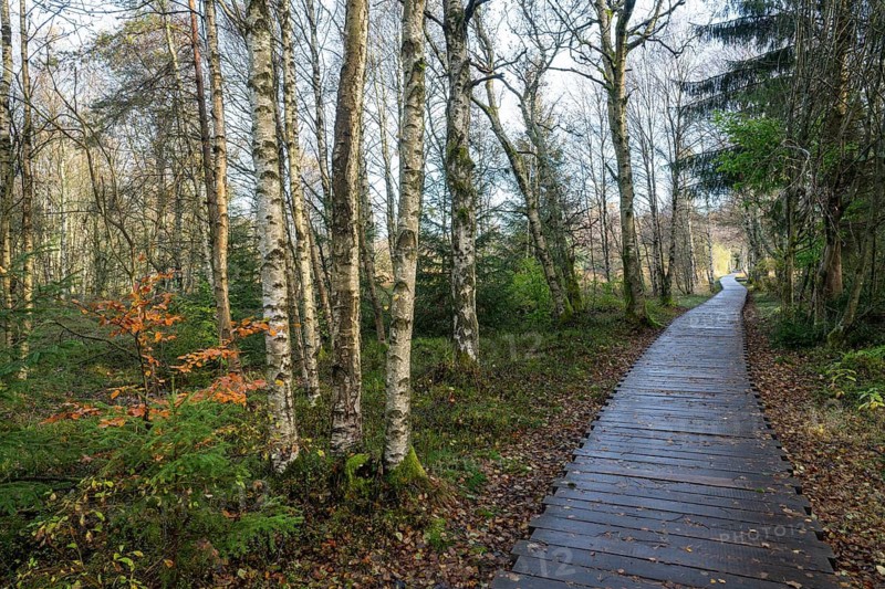 Boardwalk through bog birch forest (Betula pubescens), Schwarzes Moor, near Fladungen, Bavarian Rhön Biosphere Reserve, Bavaria