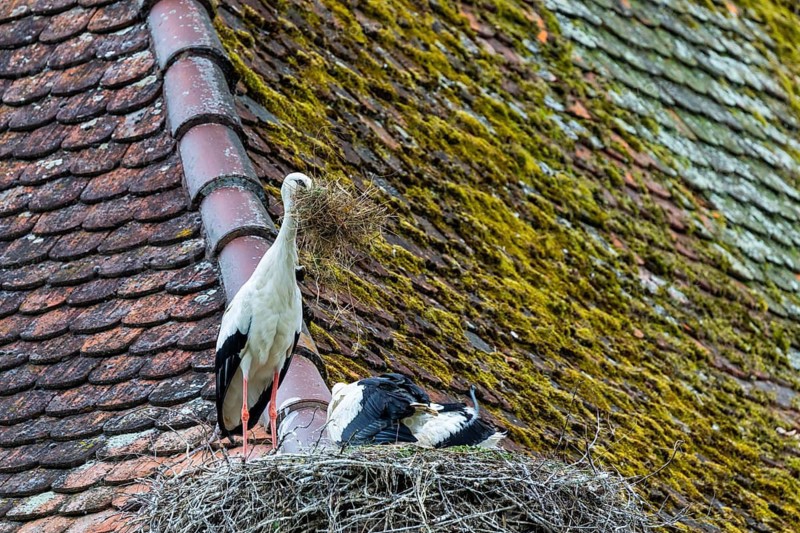 White stork (Ciconia ciconia) with nesting material on its nest, Affenberg Salem, Lake Constance region, Baden-Württemberg, Germany