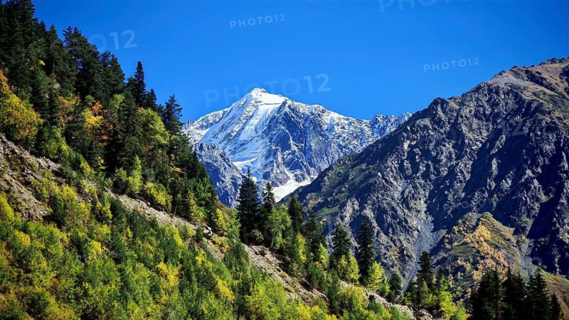 Snow-covered mountain rises behind green forests with bright blue sky as background, hiking to Chalaadi Glacier, Mestia, Svaneti, Georgia