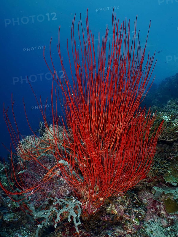 Bright red shrub gorgonian, Rutengorgonie (Ellisella ceratophyta) rises under water, dive site Coral Garden, Menjangan, Bali, Indonesia