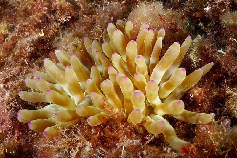 Yellow-purple rock rose (Cribrinopsis crassa) growing in a colourful underwater scenario. Dive site Marine reserve Cap de Creus, Rosas, Costa Brava, Spain, Mediterranean Sea