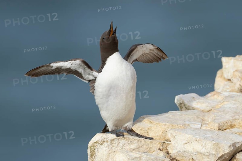 Guillemot (Uria aalge) adult seabird stretching its wing on a cliff ledge in summer, RSPB Bempton cliffs, Yorkshire, England, United Kingdom