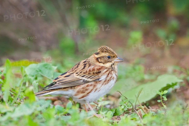 Waldammer, Emberiza rustica Rustic Bunting, Emberiza rustica
