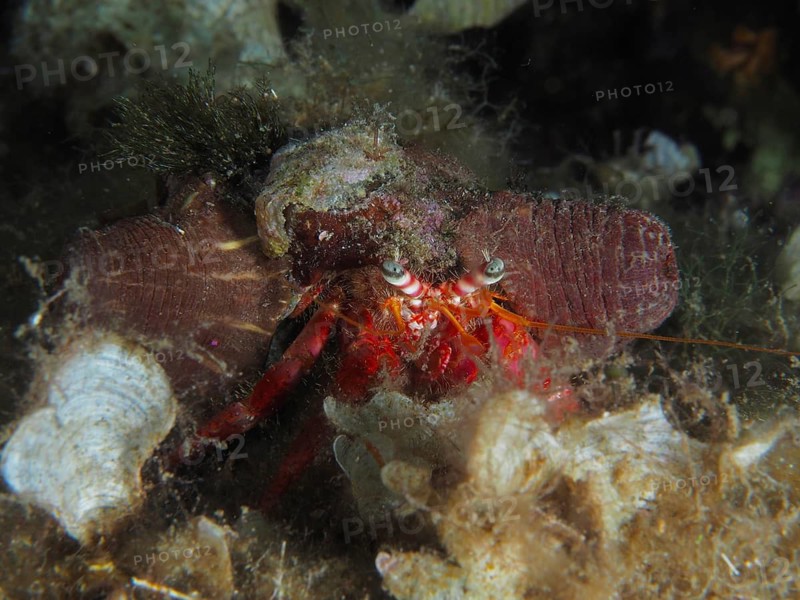 Close-up of Red Hermit Crab (Dardanus calidus) camouflaging itself on the seabed, dive site Giens Peninsula, Mediterranean Sea, Porquerolles, Provence, Côte d'Azur, France