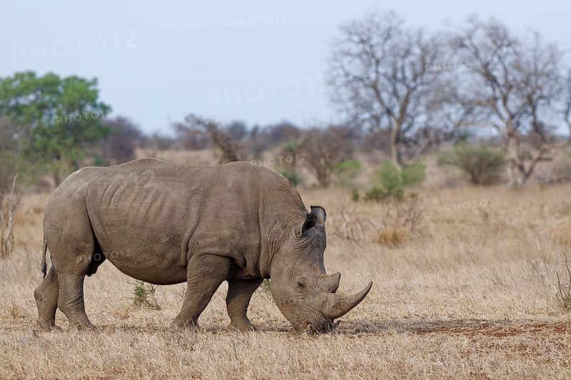 Southern white rhinoceros (Ceratotherium simum simum) with birds, adult male feeding on dry grass, savanna, Kruger National Park, South Africa