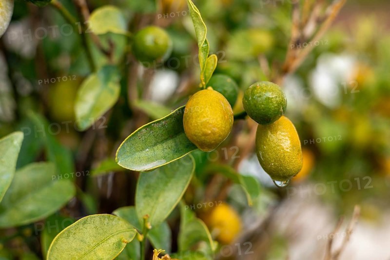 Kumquat branches showcase an array of green and yellow olives, glistening with water droplets after morning dew, set against a blurred backdrop of the garden. Organic fruit garden