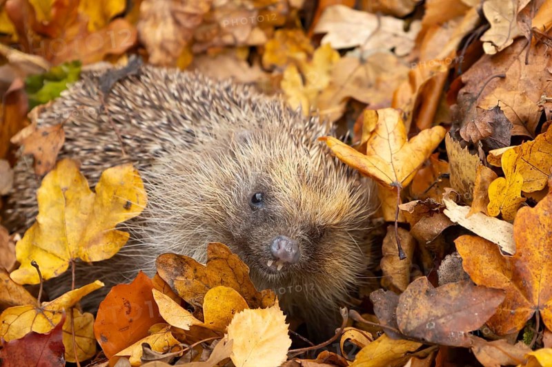 European hedgehog (Erinaceus europaeus) adult animal amongst fallen autumn leaves, England, United Kingdom