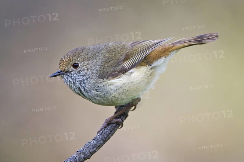 Brown Thornbill (Acanthiza pusilla), New South Wales, Australia