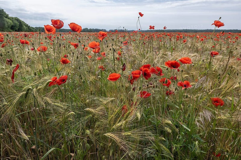 Poppy flower (Papaver rhoeas) in a grain field, Mecklenburg-Western Pomerania, Germany