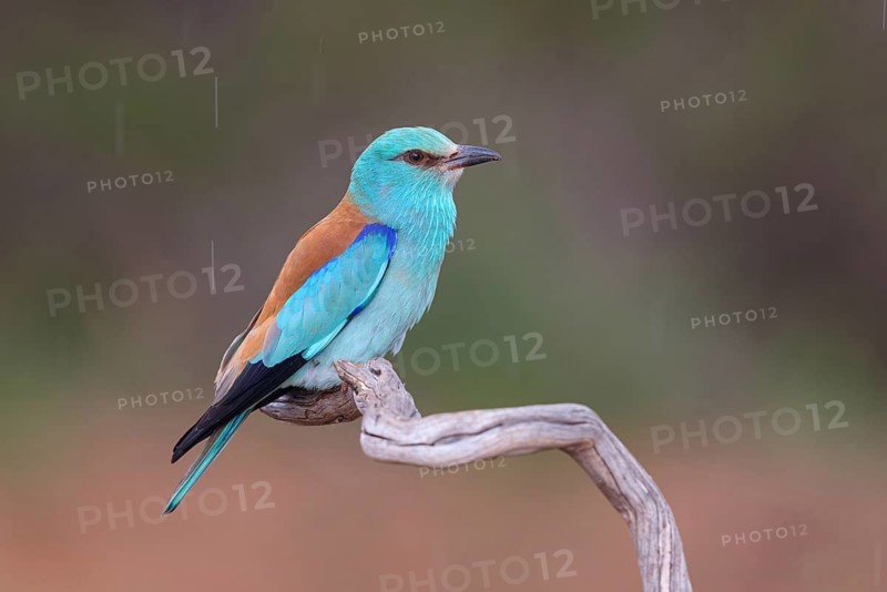 European roller (Coracias garrulus), on perch, Hides de El Taray / Roller Hide, Villafranca de los Caballeros, Castilla La Mancha / Toledo, Spain