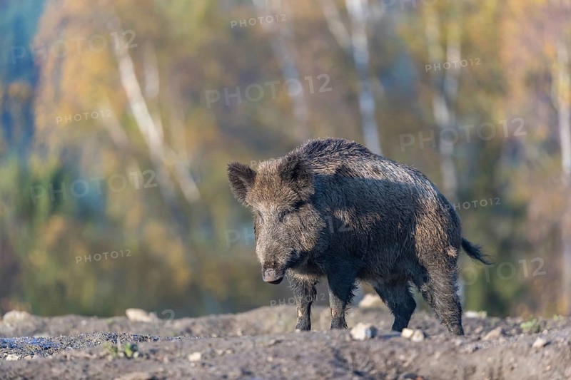 One wild boar or wild pig (Sus scrofa), walking over an opening in early morning light, searching for food, with an autumnal colored forest in the background