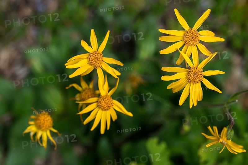Arnica Montana, Arnica, Asteraceae, Mountain Welfare Rental, Daisy, Flora, Leopard's Bane, Mountain Arnica, Mountain Tobacco, Plants, Wolf's Bane