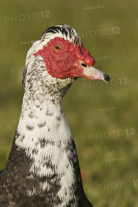 Muscovy Duck (Cairina moschata), Florida, USA