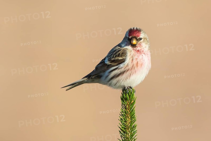Common Redpoll (Acanthis flammea) male perched on a branch, Netherlands