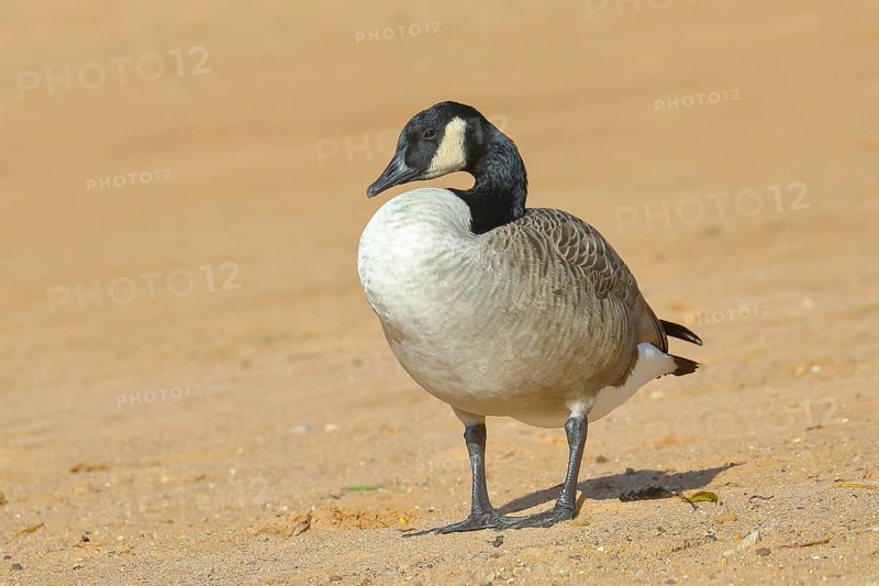 Canada goose (Branta canadensis), adult bird standing on sandy beach, wildlife, Altmühlsee, Altmühltal, Upper Bavaria, Bavaria, Germany