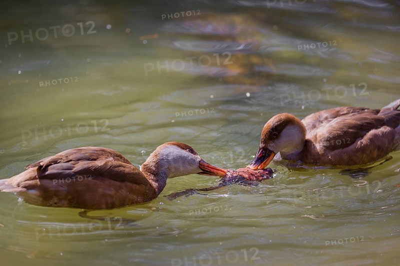 Two female red-crested pochards (Netta rufina) fight over a grass frog (Rana temporaria) and try to eat it