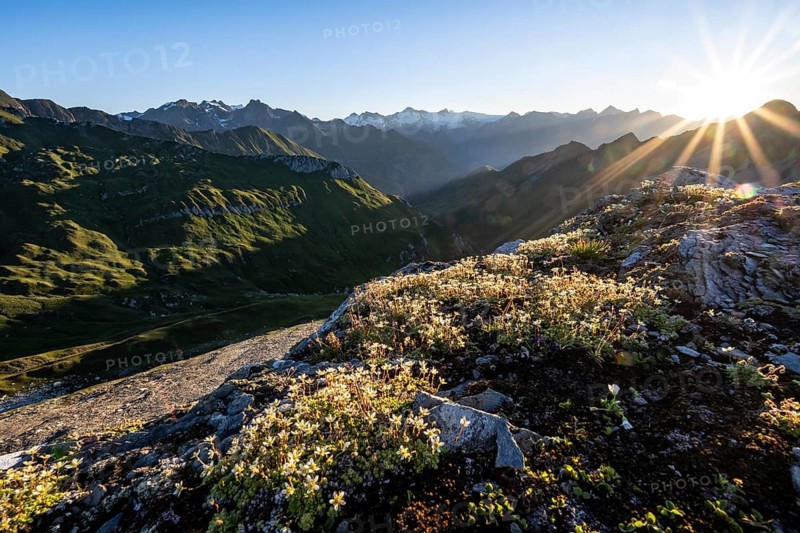 Mountain landscape with alpine flowers at sunrise, sun star, view of mountain peaks of the Venediger group and into the Großbachtal valley from the summit of Bachlenkenkopf, Lasörling group, Hohe Tauern National Park, East Tyrol, Tyrol, Austria
