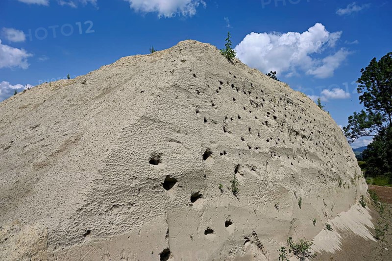 Artificially constructed breeding wall for sand martins (Riparia riparia), Reussegg nature reserve, Canton Aargau, Switzerland