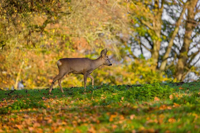 A roebuck (Capreolus capreolus) runs across a meadow at sunrise