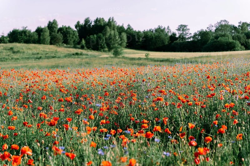 Rural nature in late spring or early summer. Flowering poppy (Papaver rhoeas) field, small hill cover, meadow and forest