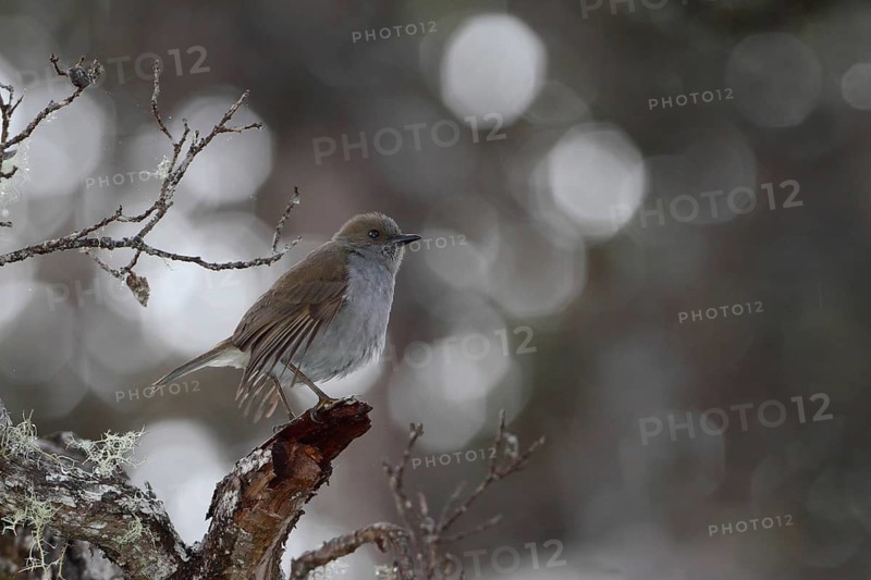 Photographed on the Island of Hawaii.Endemic to the Island of Hawaii