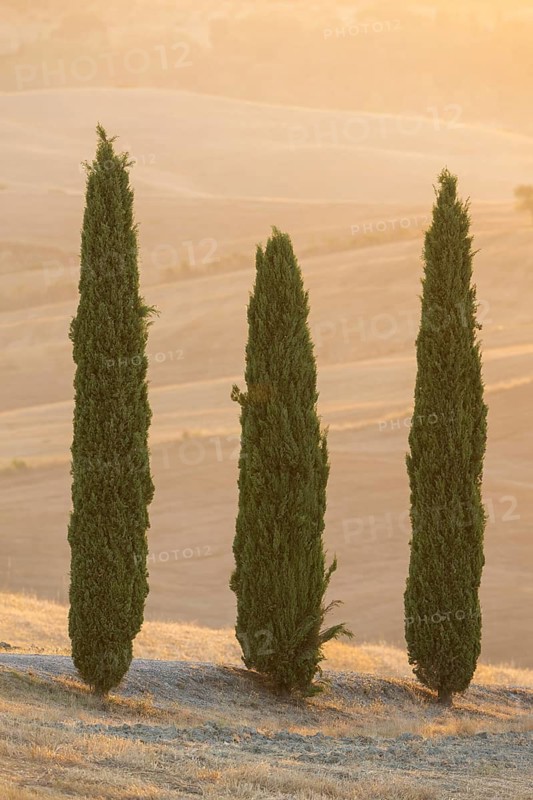 Cypress tres in a typical Tuscan landscape in Val d'Orcia with hills at sunrise in summer, Tuscany, Italy