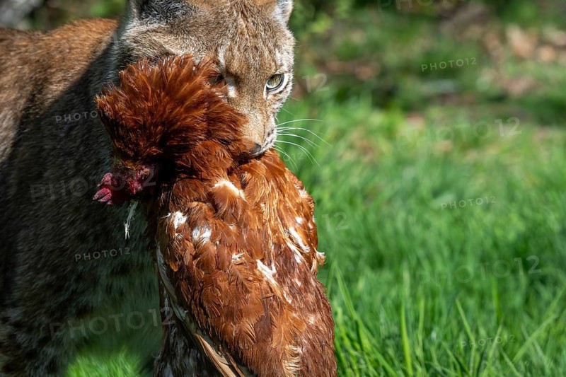 Hunting Eurasian lynx (Lynx lynx) walking with killed chicken prey in its muzzle in meadow, field