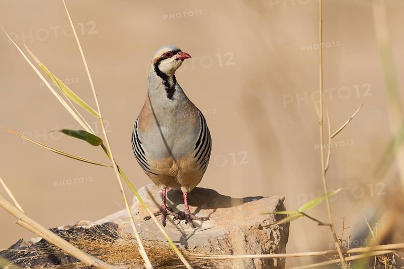 Chukar Partridge (Alectoris chukar), Negev, Israel
