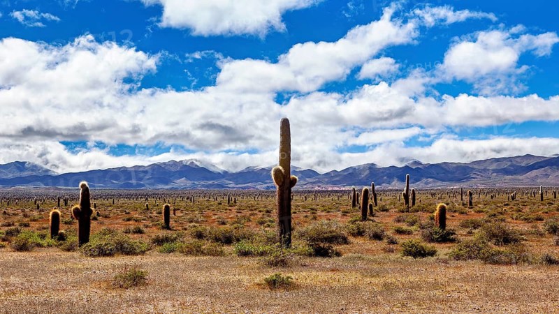 Desert landscape with numerous cacti and mountains in the distance, under a blue sky with clouds, The landscape of the Quebrada with its large cacti near Salta in Argentina, Cardón cactus (Echinopsis atacamensis)