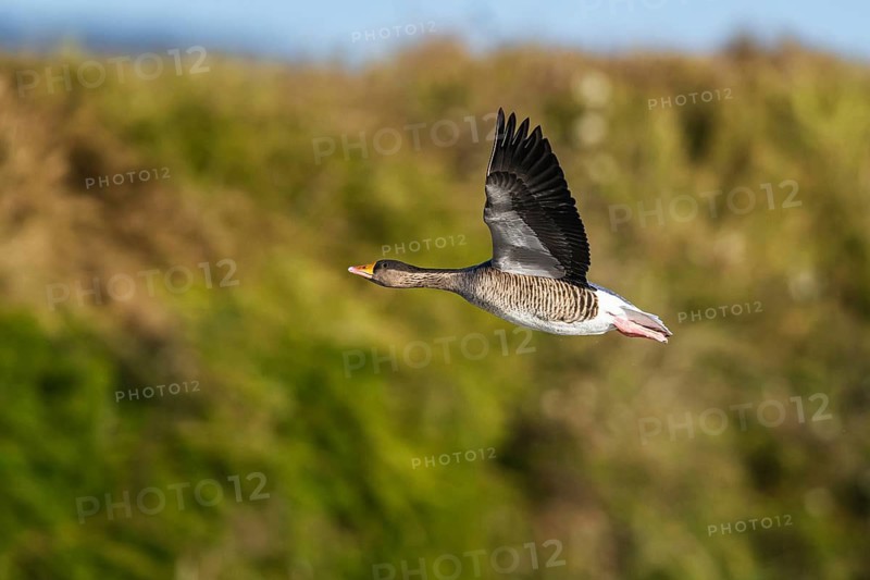 Greylag Goose, Anser anser, bird in flight over winter marshes