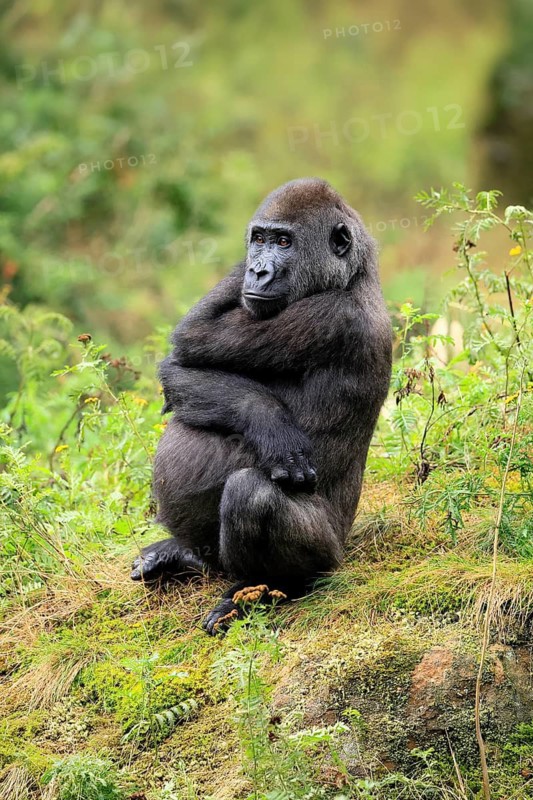 Western gorilla (Gorilla gorilla), juvenile, one year old, sitting on the ground, alert