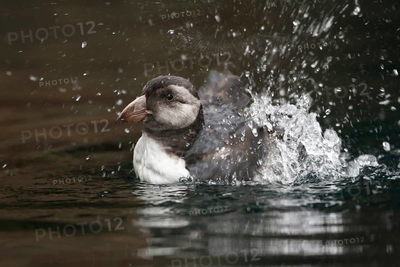 Atlantic Puffin (Fratercula arctica) bathing, Schleswig-Holstein, Germany