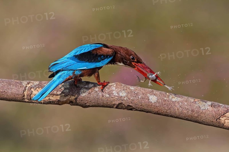 White-throated Kingfisher (Halcyon smyrnensis) perched on a branch with frog prey in beak, Malaysia