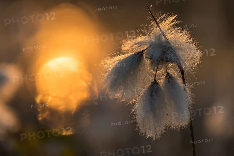 Tussock cottongrass (Eriophorum vaginatum) flowering in sunset, Goldenstedter Moor, Lower Saxony, Germany