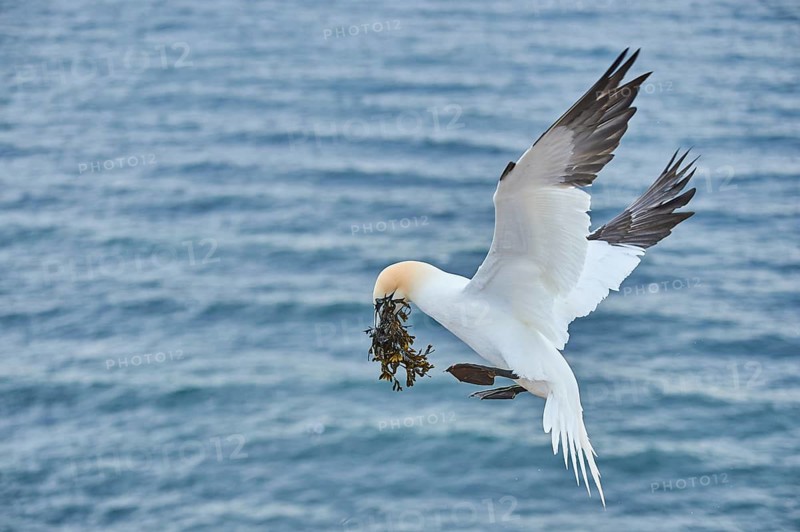 Northern gannet (Morus bassanus) flying over the sea with rivet material in the beak, landing wildlife, Helgoland, Germany