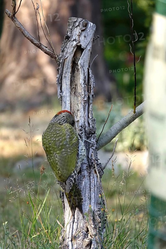 Green woodpecker (Picus viridis), June, Germany
