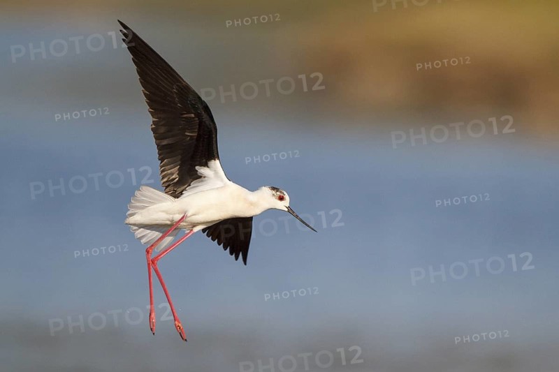 Black-winged Stilt (Himantopus himantopus) flying, Greece