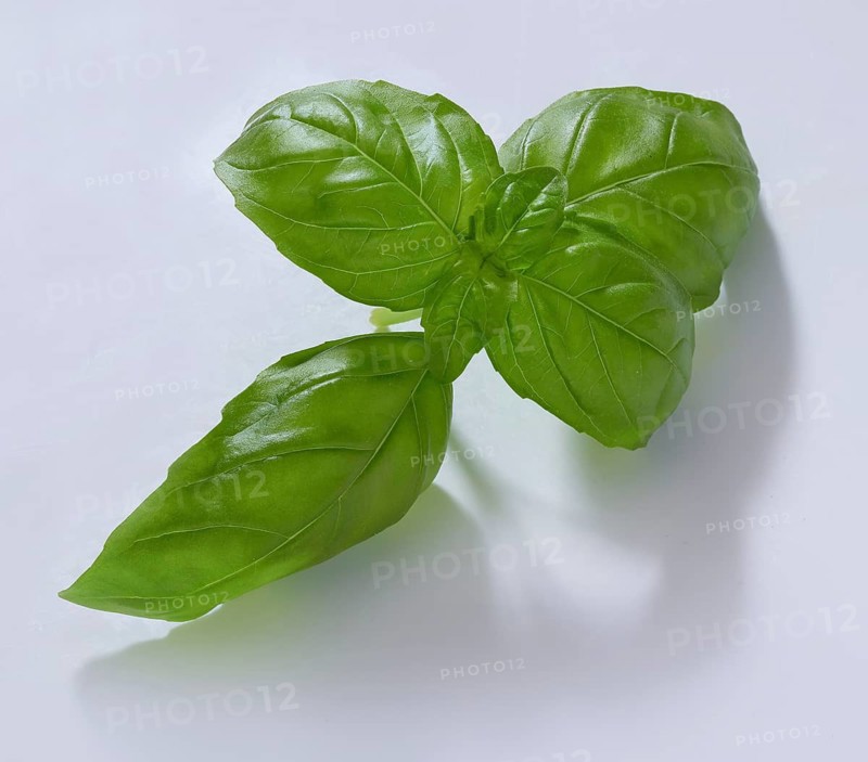 Basil (Ocimum basilicum), on white background, studio shot