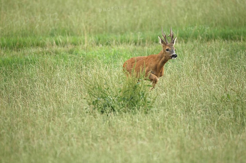 Roe deer (Capreolus capreolus) – a strong buck leaps across the meadow during the rutting season, Allgäu/Bavaria, Germany